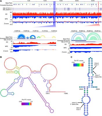 Structural Context of a Critical Exon of Spinal Muscular Atrophy Gene